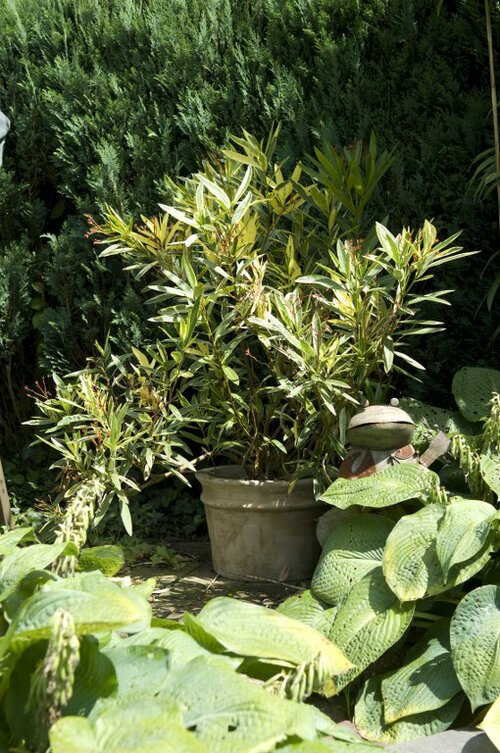  Oleander - Groen van bij ons