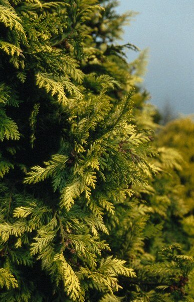 Californische cipres - Groen van bij ons
