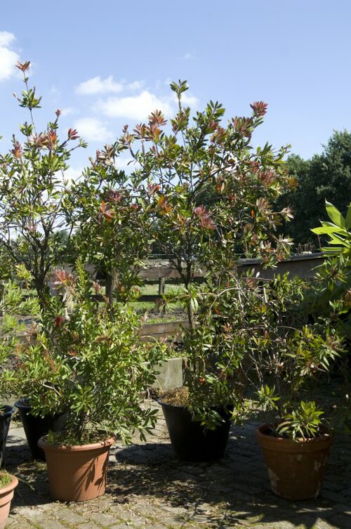  Oleander - Groen van bij ons