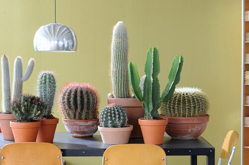 Cactus - Groen van bij ons