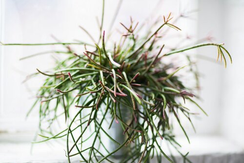  Rhipsalis - Koraalcactus - Groen van bij ons