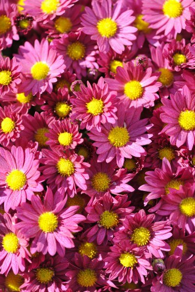  Chrysant - Groen van bij ons