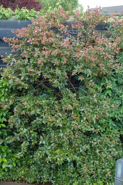 Abelia - Groen van bij ons