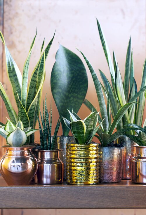 Vrouwentong - Sansevieria - Groen van bij ons