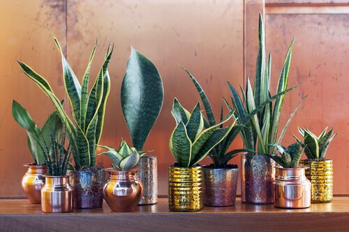 Vrouwentong - Sansevieria - Groen van bij ons