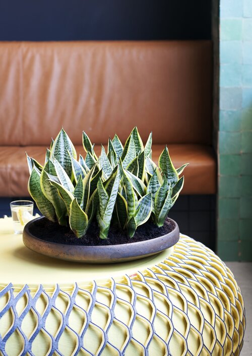 Vrouwentong - Sansevieria - Groen van bij ons