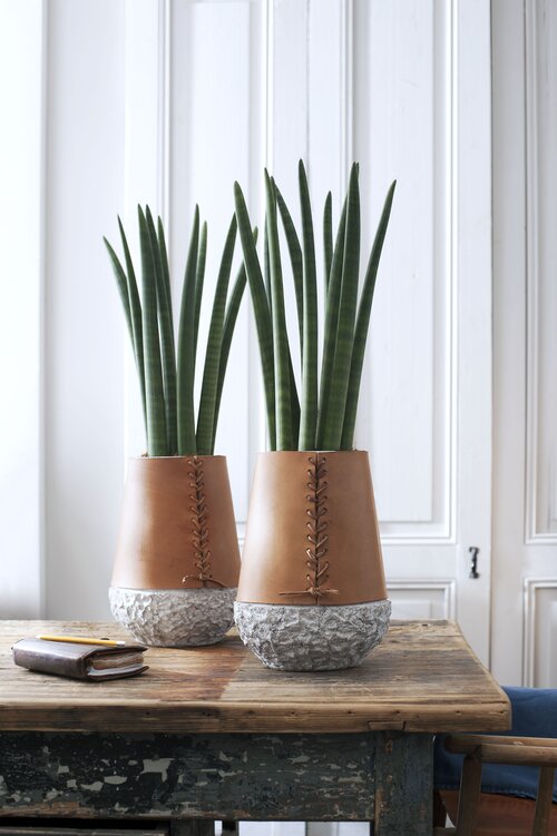 Vrouwentong - Sansevieria - Groen van bij ons