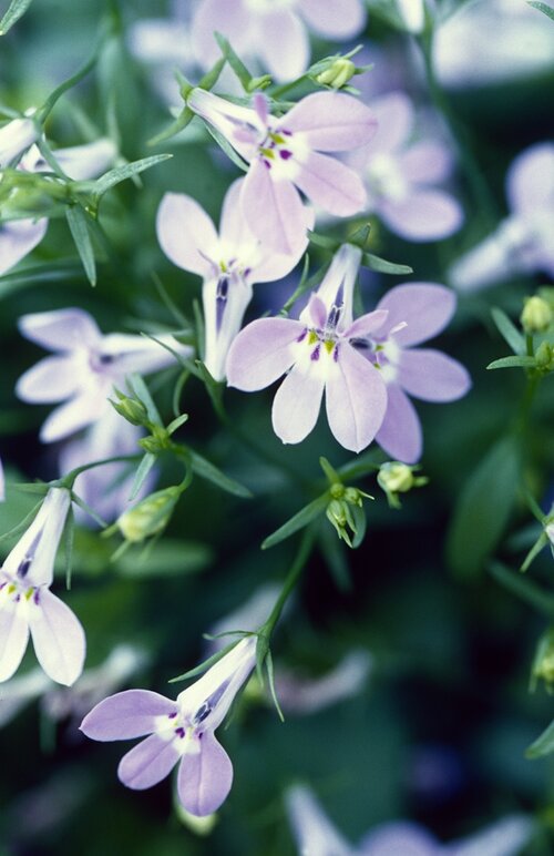  Tuinlobelia - Groen van bij ons
