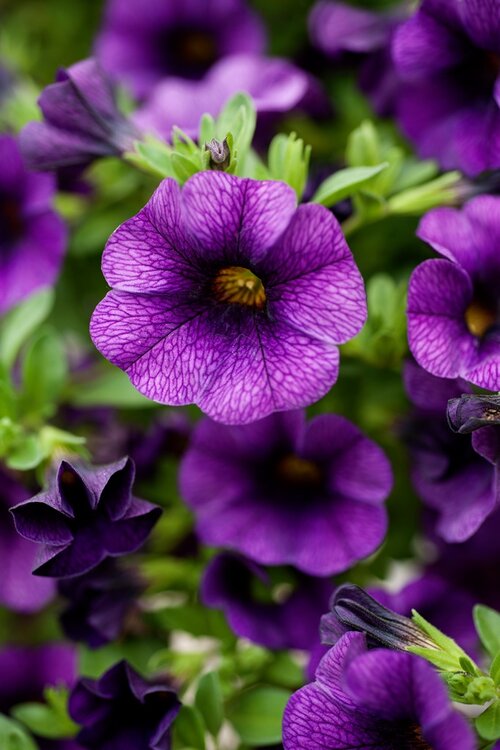  Mini-petunia - Groen van bij ons