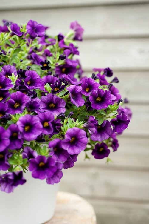  Mini-petunia - Groen van bij ons