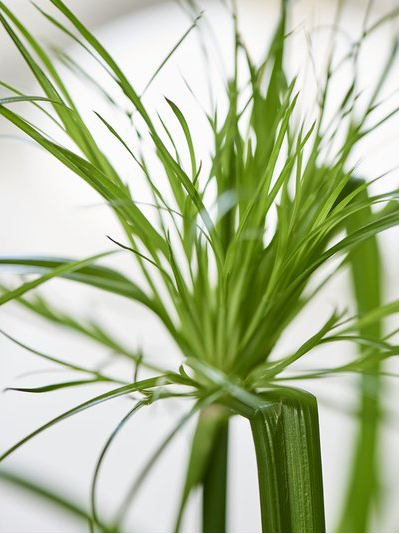  Parapluplant - Groen van bij ons