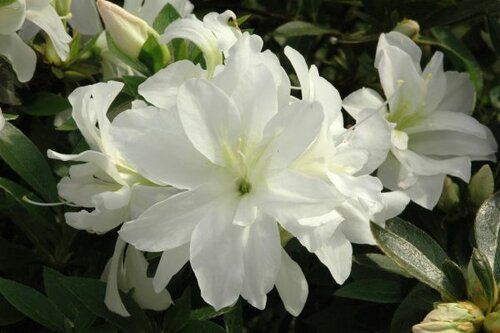 Azalea Japonica - Groen van bij ons
