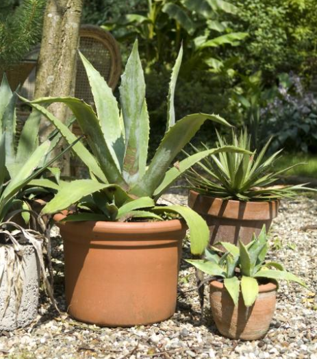 Agave - Groen van bij ons