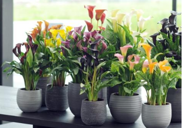 Aronskelk - Calla - Groen van bij ons