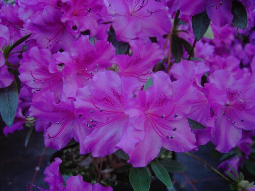 Azalea Japonica - Groen van bij ons