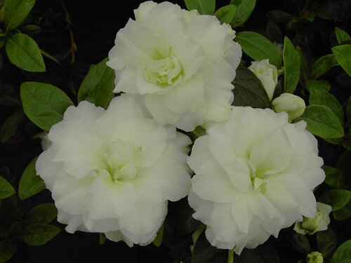 Azalea Japonica - Groen van bij ons