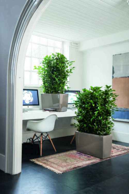 Ficus - Groen van bij ons