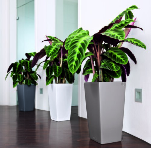 Calathea - Groen van bij ons