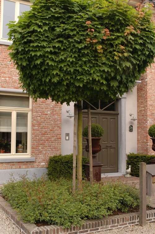 Veldesdoorn - Spaanse aak 'Nanum' - Groen van bij ons