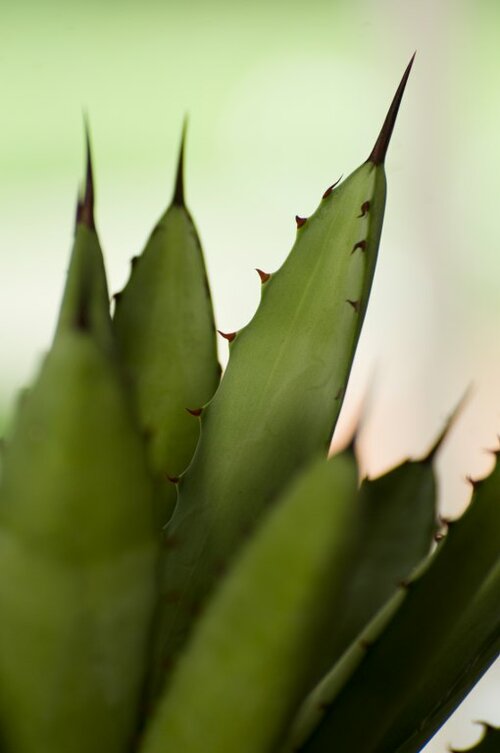Agave - Groen van bij ons