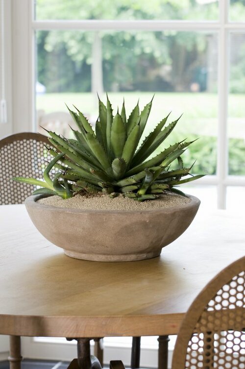 Agave - Groen van bij ons