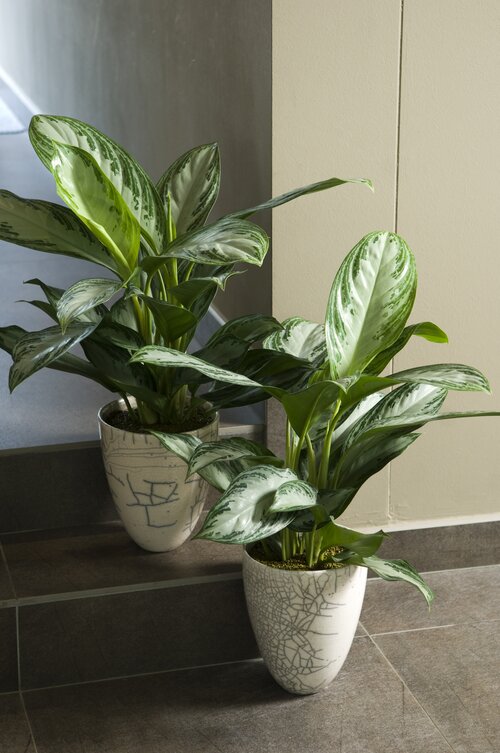 Chinese evergreen - Groen van bij ons