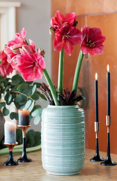 Amaryllis - Groen van bij ons