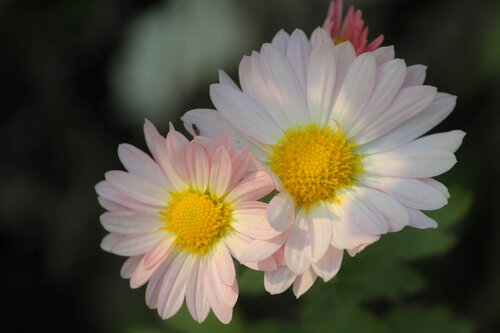  Arctanthemum - Groen van bij ons