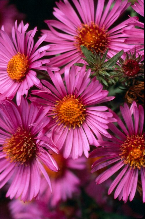  Aster - Groen van bij ons 