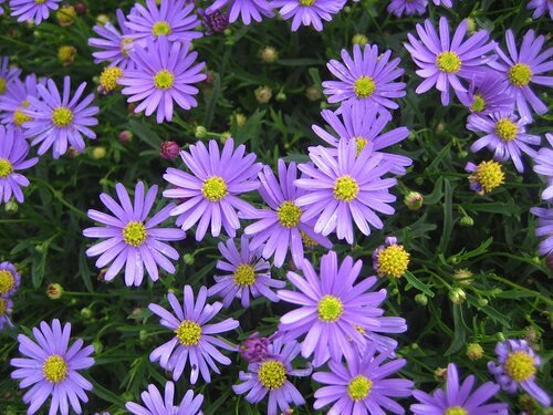 Aster - Groen van bij ons 