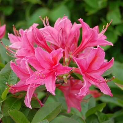  Rododendron - Knaphill - Groen van bij ons