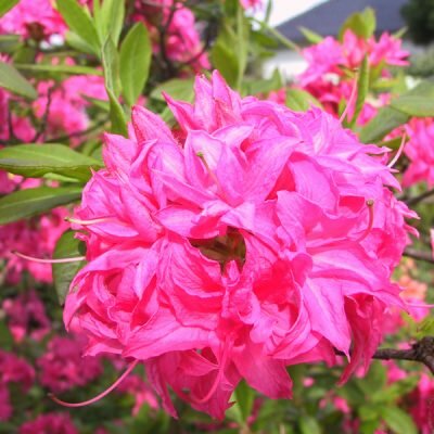  Rododendron - Knaphill - Groen van bij ons