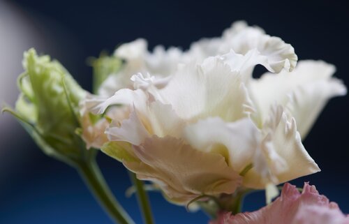 Lisianthus - Groen van bij ons