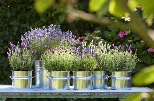 Lavendel - Groen van bij ons
