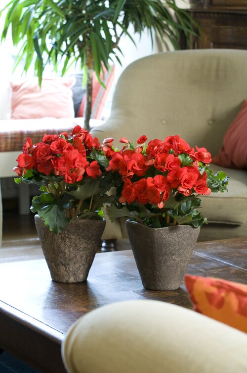 Begonia elatoir - Groen van bij ons