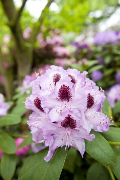 Rododendron - Hybriden - Groen van bij ons