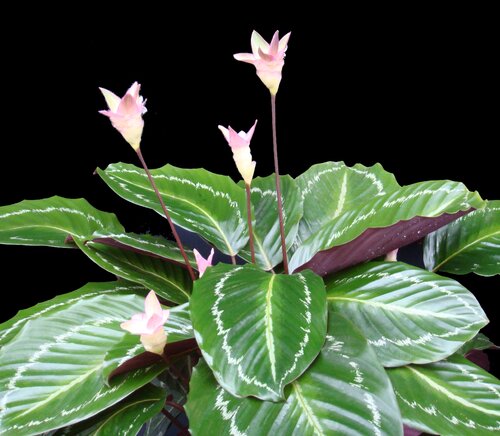 Calathea - Groen van bij ons