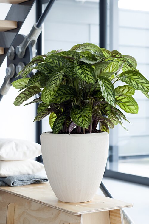 Calathea - Groen van bij ons