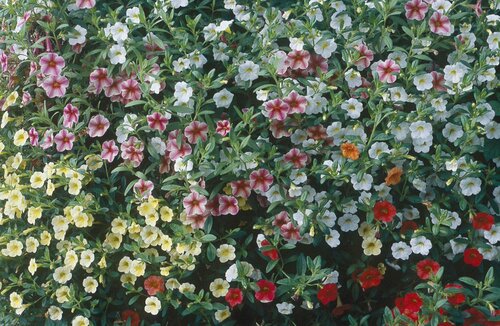  Mini-petunia - Groen van bij ons