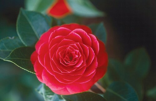  Camelia - Groen van bij ons