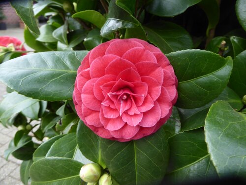  Camelia - Groen van bij ons