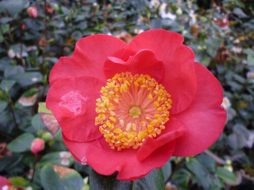  Camelia - Groen van bij ons