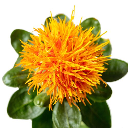  Saffloer - Groen van bij ons 