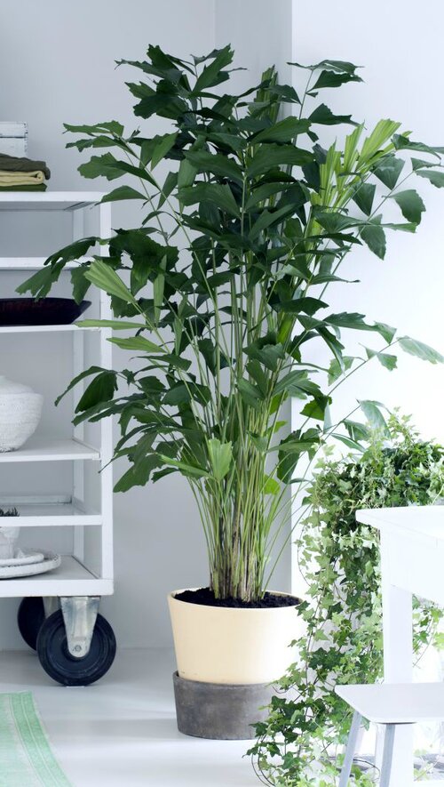Vissenstaartpalm - Groen van bij ons