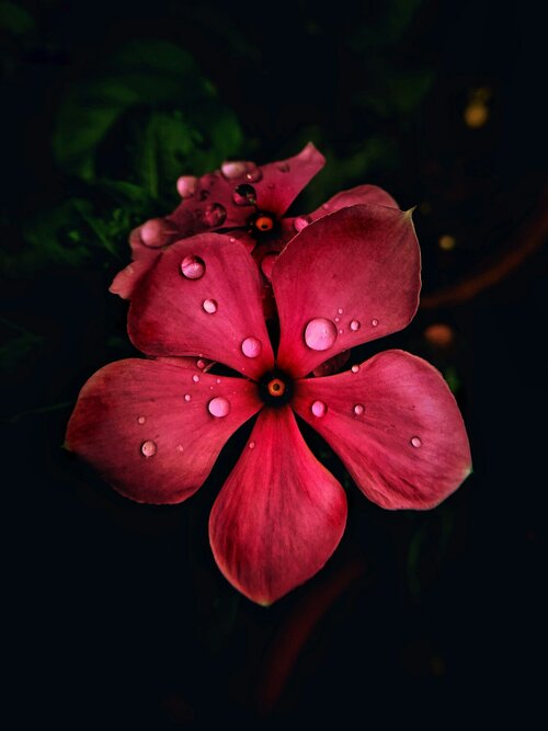Catharanthus roseus - roze maagdenpalm - Groen van bij ons