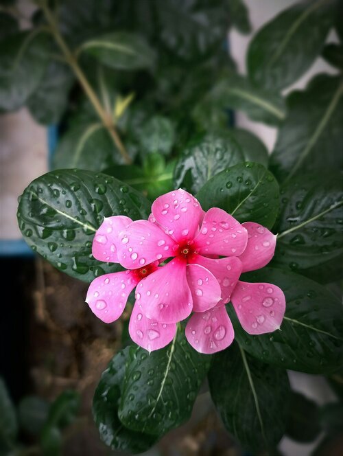 Catharanthus roseus - roze maagdenpalm - Groen van bij ons