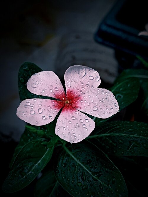 Catharanthus roseus - roze maagdenpalm - Groen van bij ons