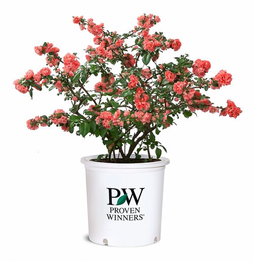 Dwergkwee - Groen van bij ons