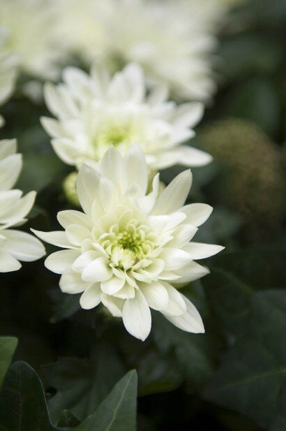  Chrysant - Groen van bij ons