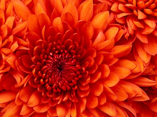  Chrysant - Groen van bij ons